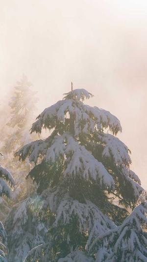 北京蜘蛛池租用截图2