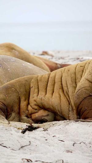 新人如何入手蜘蛛池截图4