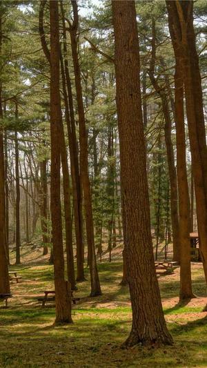 seo推广是什么截图2