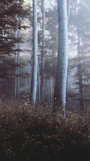 广东网站建设截图2