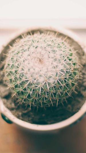 蜘蛛池出租是什么意思截图2