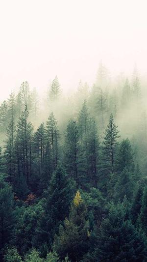 搜外网蜘蛛池没用截图3