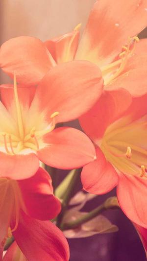 泛目录快排截图1