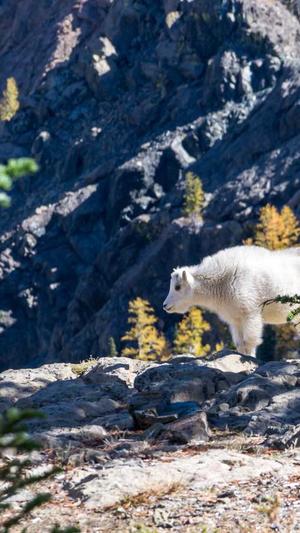 站长工具seo快速查询截图1