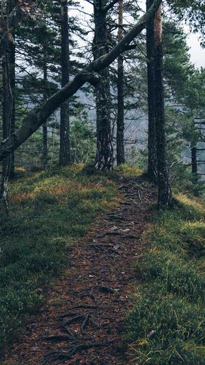 目录站群与泛站群截图1