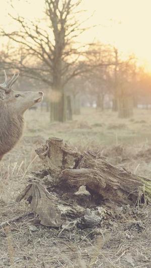 蜘蛛池叫什么名字截图3