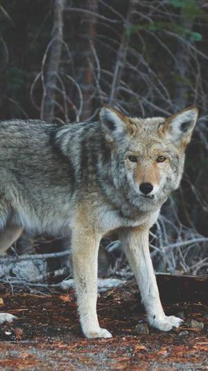 查询工具seo排名截图2