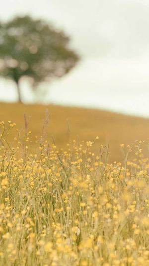 泛目录程序出售截图2