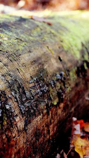 seo网站优化方案截图2